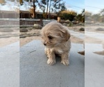 Small Photo #12 Maltipoo Puppy For Sale in APPLE VALLEY, CA, USA