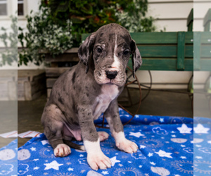 Great Dane Puppy for Sale in WAKARUSA, Indiana USA