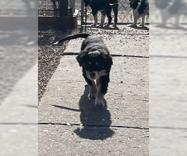 Medium Photo #8 Bernese Mountain Dog-Unknown Mix Puppy For Sale in Sandy, UT, USA