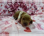 Small Photo #10 Dachshund Puppy For Sale in BOLIVAR, MO, USA