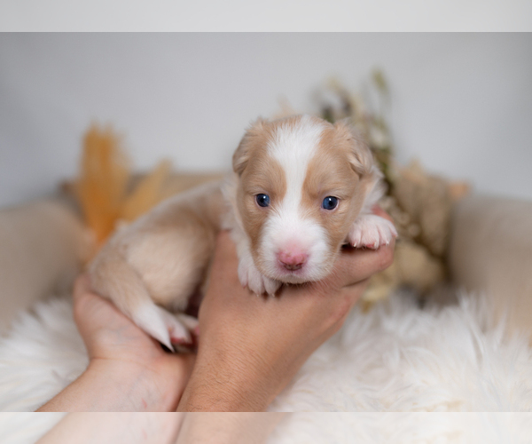 Medium Photo #1 Border Collie Puppy For Sale in CONWAY, MO, USA