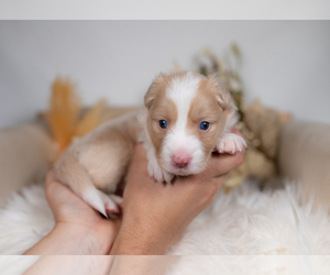 Border Collie Puppy for sale in CONWAY, MO, USA