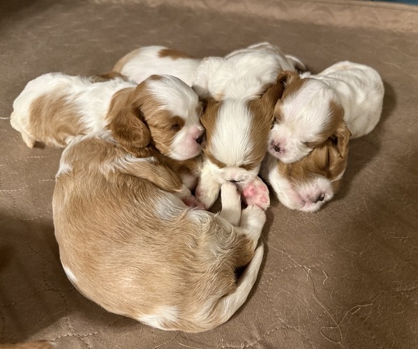 Medium Photo #1 Cavalier King Charles Spaniel Puppy For Sale in GUTHRIE, OK, USA