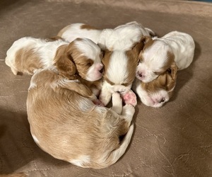 Cavalier King Charles Spaniel Litter for sale in GUTHRIE, OK, USA