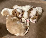 Small Cavalier King Charles Spaniel