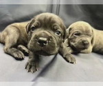 Puppy Puppy 2 Cane Corso