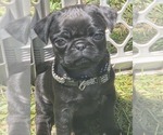 Small #1 Pug