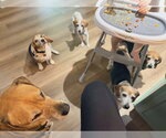 Small #5 Beagle