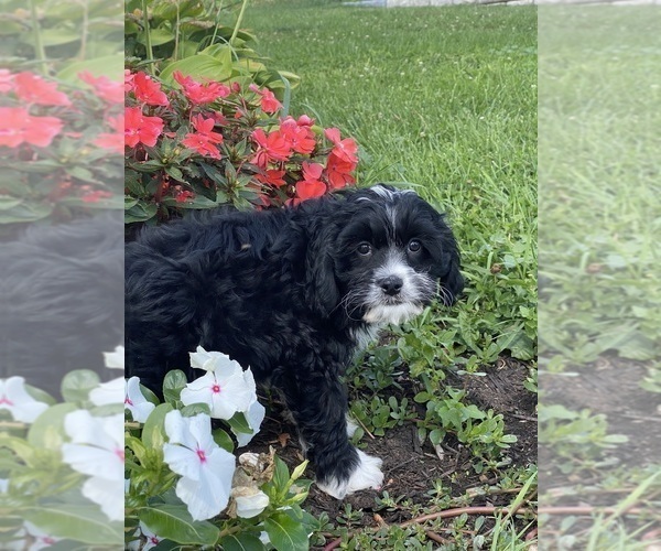 Medium Photo #4 Cavanese Puppy For Sale in CANOGA, NY, USA