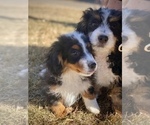 Small Photo #4 Miniature Bernedoodle Puppy For Sale in COLORADO SPRINGS, CO, USA