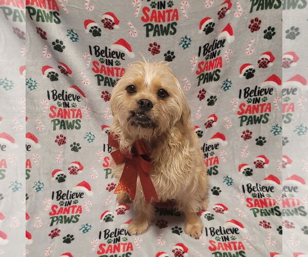 Medium Photo #2 Pug Puppy For Sale in FAIRLAWN, OH, USA