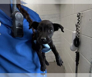 Medium Labrador Retriever Mix