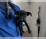 Small Labrador Retriever Mix