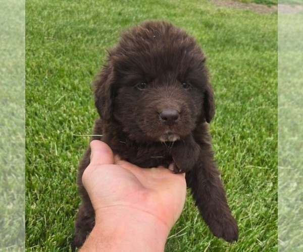 Medium Photo #2 Newfoundland Puppy For Sale in NEW HOLLAND, PA, USA