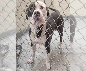 Mutt Dogs for adoption in Anchorage, AK, USA