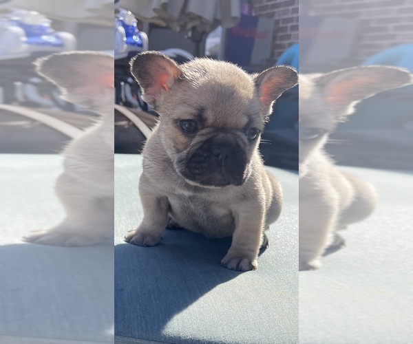 Medium Photo #5 French Bulldog Puppy For Sale in DENTON, TX, USA