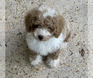 Poodle (Toy) Puppy for sale in ALEXANDRIA, LA, USA