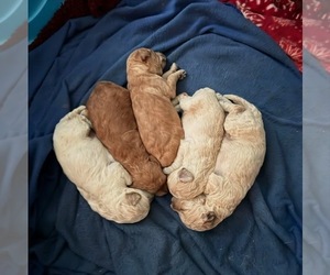Goldendoodle Litter for sale in GUNNISON, CO, USA