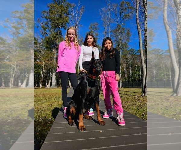 Medium Photo #27 Doberman Pinscher Puppy For Sale in FORT LAUDERDALE, FL, USA
