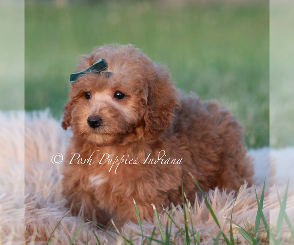 Medium Photo #37 Maltipoo (Toy) Puppy For Sale in WARSAW, IN, USA