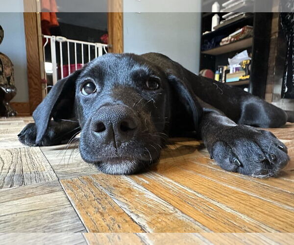 Medium Photo #3 Labrador Retriever-Unknown Mix Puppy For Sale in Alexander, AR, USA