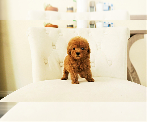Medium Photo #3 Poodle (Toy) Puppy For Sale in LAS VEGAS, NV, USA