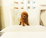 Small Photo #3 Poodle (Toy) Puppy For Sale in LAS VEGAS, NV, USA