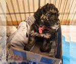 Small #5 Poodle (Miniature)