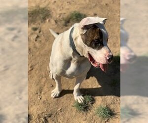 Rex - Male American Pit Bull Terrier-Siberian Husky Mix Dog for Adoption - Photo #14