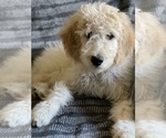 Puppy Polly Goldendoodle