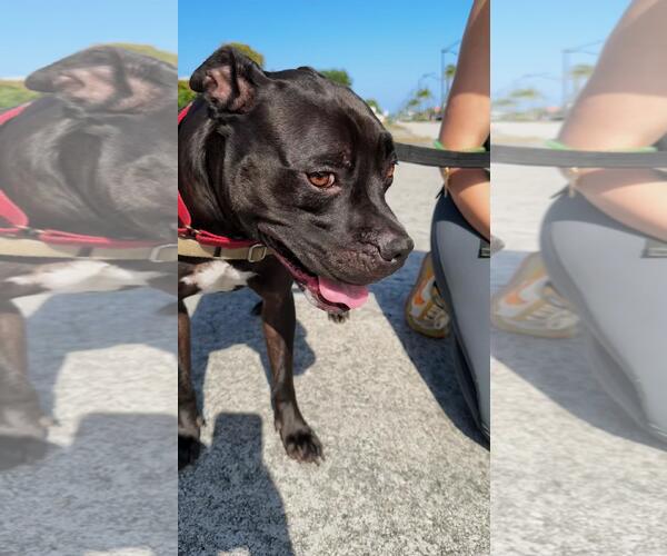 Medium Photo #2 American Pit Bull Terrier-Unknown Mix Puppy For Sale in Pompano Beach , FL, USA