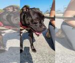 Small #1 American Pit Bull Terrier Mix