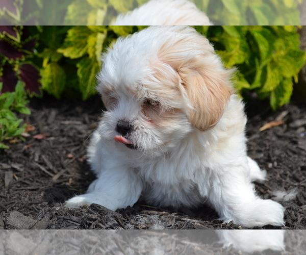 Medium Photo #4 Mal-Shi Puppy For Sale in GREENWOOD, WI, USA