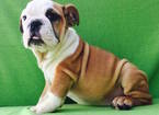 Small Bulldog