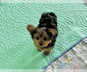 Morkie Puppy for sale in CASSVILLE, MO, USA