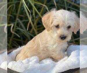 Wee-Poo Puppy for sale in MIDDLESEX, NY, USA