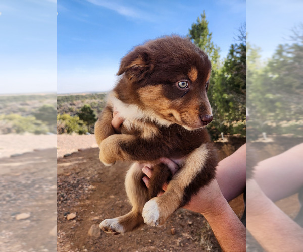 Medium Photo #2 Australian Shepherd Puppy For Sale in FLORENCE, CO, USA