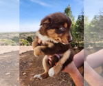Small Photo #2 Australian Shepherd Puppy For Sale in FLORENCE, CO, USA