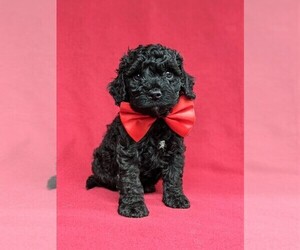 Cock-A-Poo-Poodle (Miniature) Mix Puppy for sale in KIRKWOOD, PA, USA