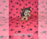 Small Photo #9 Yorkshire Terrier Puppy For Sale in LAPEER, MI, USA