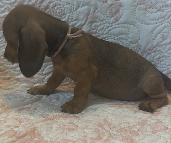 Medium Photo #8 Dachshund Puppy For Sale in WILEY, CO, USA
