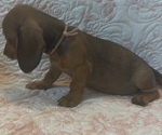 Small Photo #15 Dachshund Puppy For Sale in WILEY, CO, USA