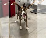 ACE - Male Siberian Husky Dog for Adoption - Small photo