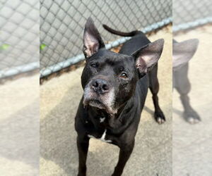 American Pit Bull Terrier-Unknown Mix Dogs for adoption in Crete, IL, USA