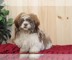 Shih Tzu Puppy for sale in SHILOH, OH, USA