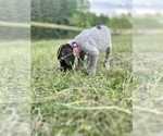 Small Photo #3 German Shorthaired Pointer Puppy For Sale in CANDOR, NC, USA