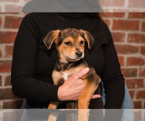 Medium Photo #4 Jack Russell Terrier-Unknown Mix Puppy For Sale in St. Louis Park, MN, USA