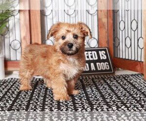 Yo-Chon Puppy for sale in NAPLES, FL, USA