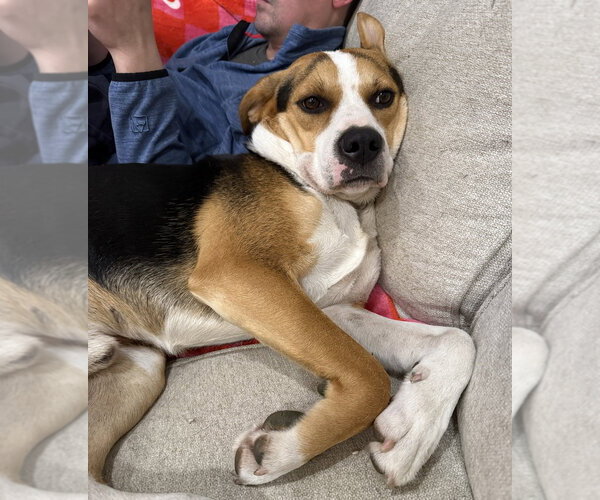 Medium Photo #16 Mutt Puppy For Sale in Boston, MA, USA