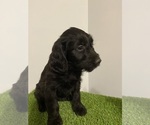 Puppy Penny English Cream Golden Retriever-Poodle (Standard) Mix